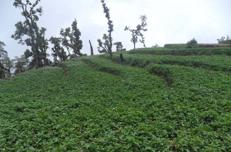 व्यवसायिक आलु खेतीतर्फ कृषक अाकर्षित