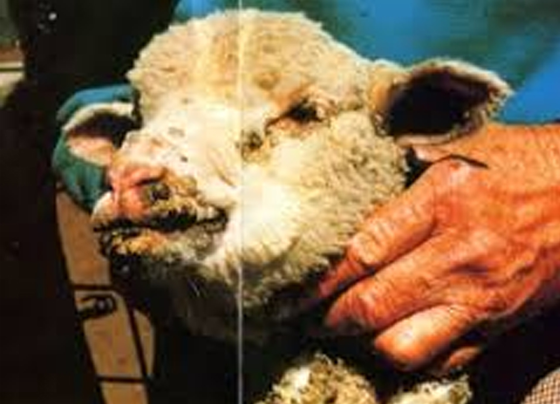 खोरेत रोगबाट ५० पशु चौपायको मरे