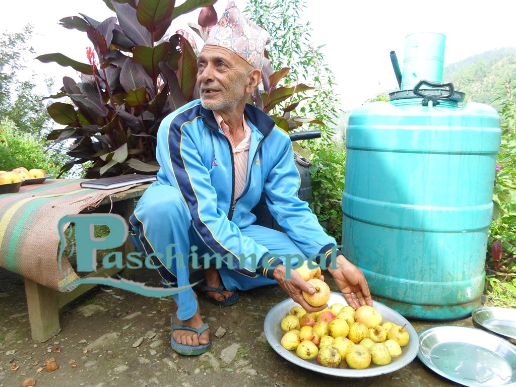 तल्लो गुँरासेमै फल्यो स्याउ