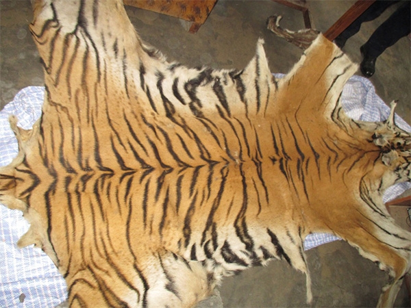बाघको छालासहित २ पक्राउ