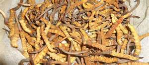 नौ सय क्विन्टल जडीबुटी निकासी