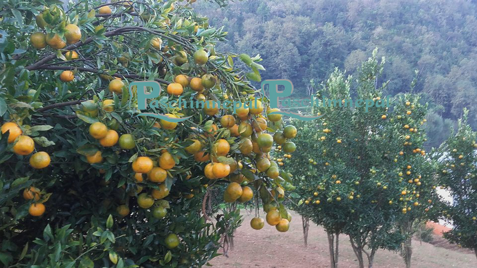 सुन्तला उत्पादनमा कमी