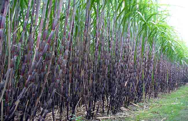 लाेकप्रिय हुँदै उखु खेतीमा ‘ट्रेन्च’ प्रविधि