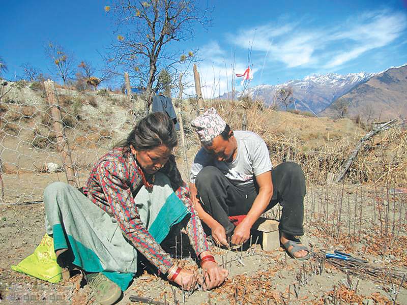मुगुमा स्याउ गोडमेलको चटारो