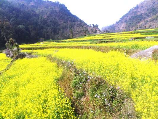 दाङमा ताेरी उत्पादन बढ्याे
