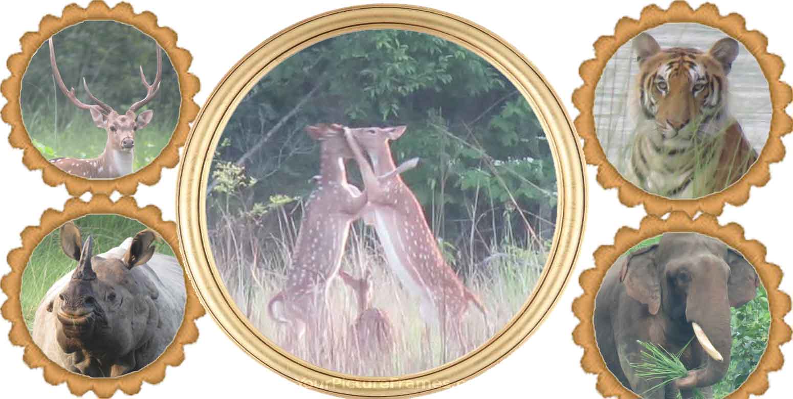 बर्दिया राष्ट्रिय निकुञ्ज भित्रका सुन्दर १५ तस्वीर