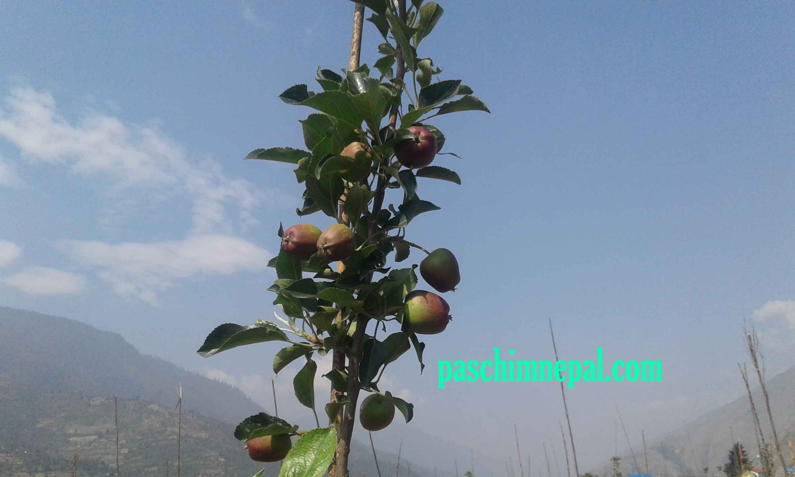 तीन महिनामै फल्यो जुम्लामा इटालियन गोल्डेन फुजी स्याउ ( फोटाे फिचर )