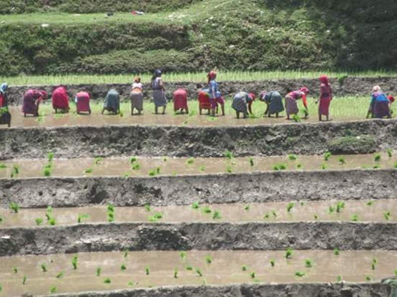 सल्यानमा ९५ प्रतिशत धान रोपाई सम्पन्न