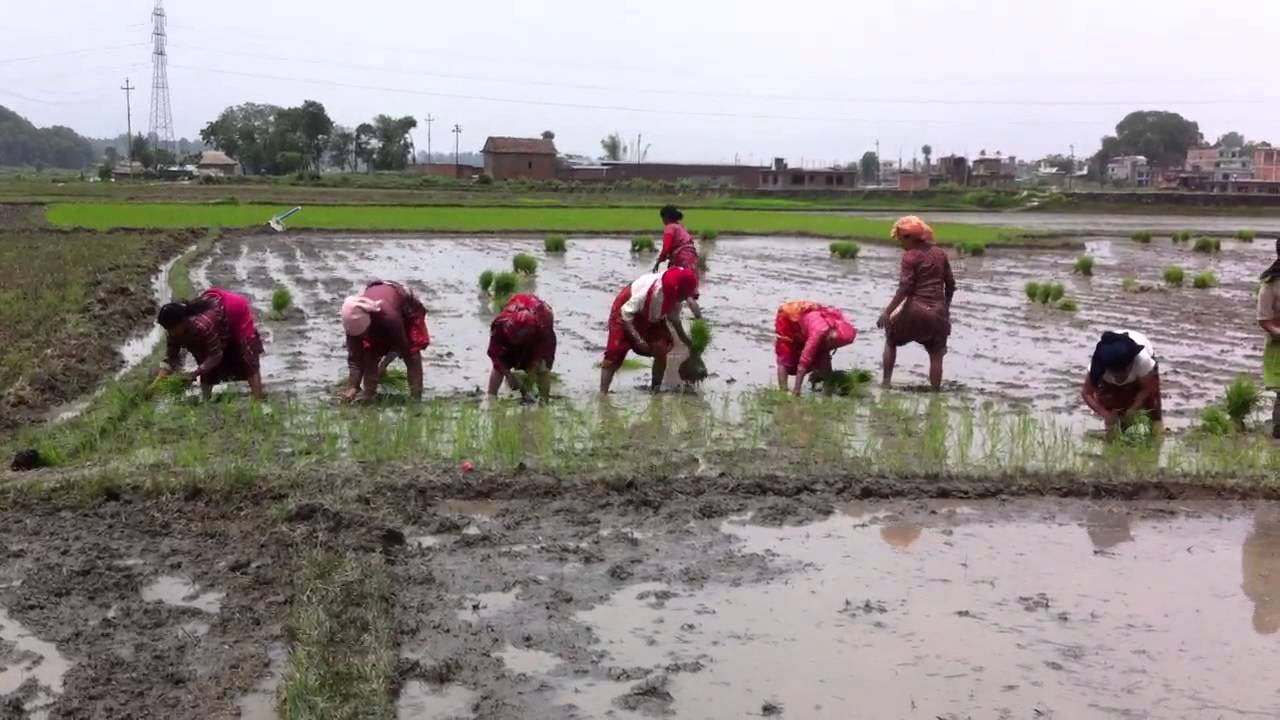 धनगढीमा ८५ प्रतिशत धान रोपाइँ