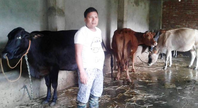 गाईपालनबाट स्वदेशमै मासिक सहत्तरी हजार आम्दानी