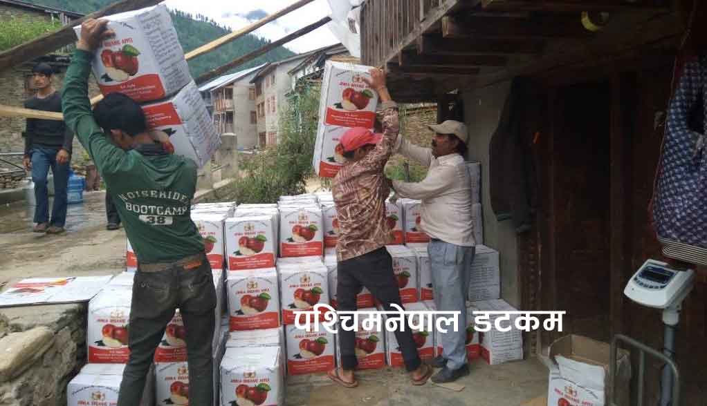 विदेशी कार्टुनमा जुम्ली स्याउ निर्यात