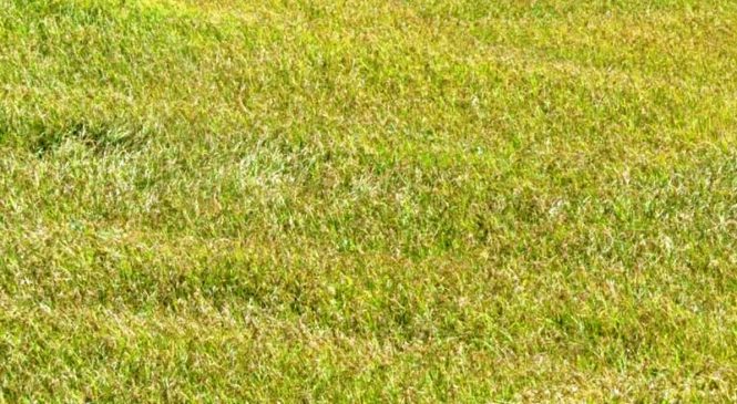 ९० प्रतिशत खेतीयोग्य जमिन सिञ्चाइविहीन