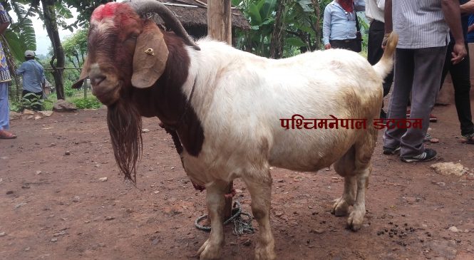 कृत्रिम गर्भाधान सम्बन्धी अन्तरक्रिया