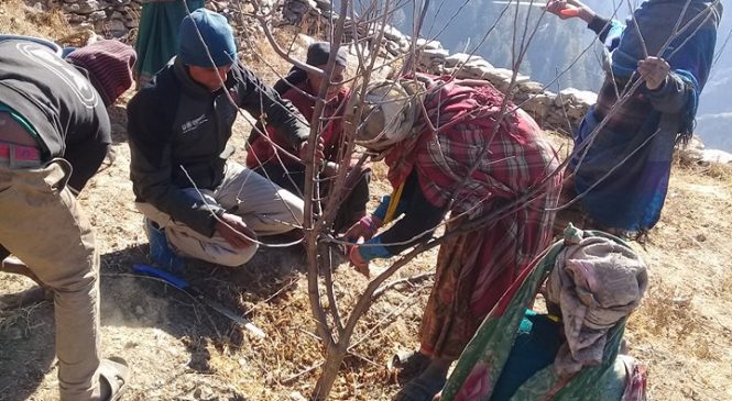 जुम्लामा स्याउ बगैंचा व्यवस्थापनमा तिब्रता