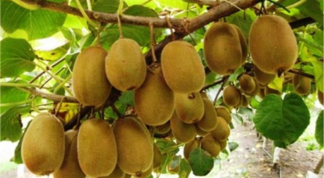 चामुण्डाविन्द्रासैनीमा किवि खेती