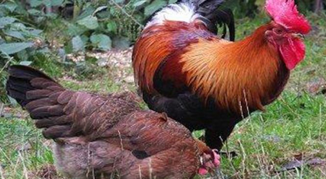 बदिया भाले पालनबाट मनग्य आम्दानी