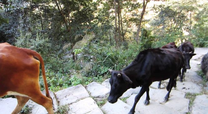 जुम्लामा काठे गाई लाेप हुँदै