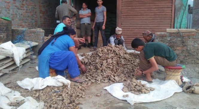 कर्णालीको अदुवा र बेसार युरोपसम्म