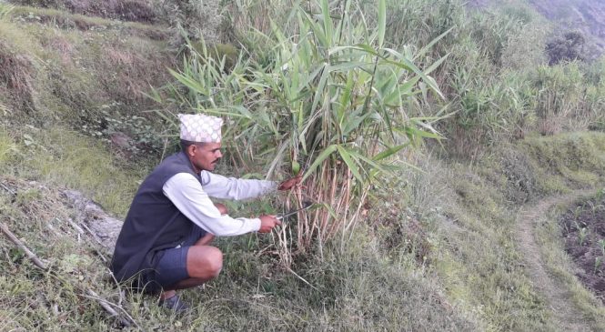 अम्लिसोसंगै बाख्रा पालन