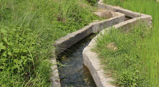 सिचाई नहुँदा कर्णालीमा रोपाइँ भएन्