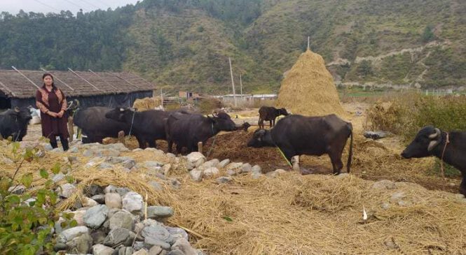 भैँसीपालनमा रमाउँदै उपाध्यक्ष करुणा खड्का, मासिक ५० हजार आम्दानी