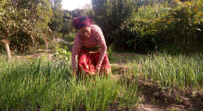 तरकारी खेति बाट बार्षिक५ लाख आम्दानी