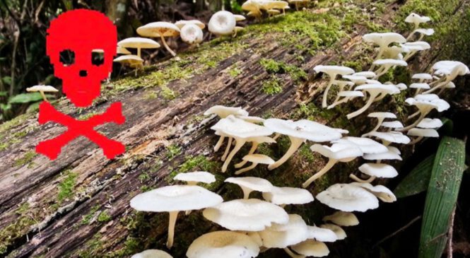 विषालु च्याउ खाँदा जाजरकोटमा मृत्यु हुनेको संख्या ५ पुग्यो