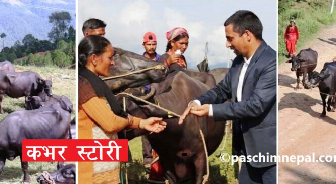 धन्नै दुई करोडको भैसीं खरिदबारे छानविन