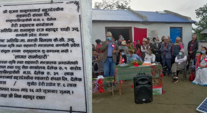 चामुण्डाविन्द्रासैनी नगरपालिकामा डेरी सञ्चालन