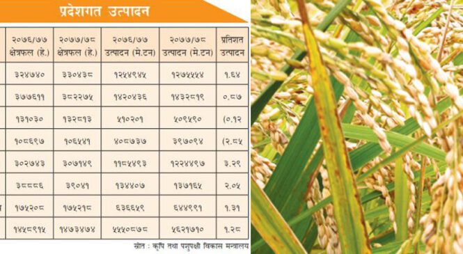 धान उत्पादन बढ्यो , उत्पादकत्व हालसम्मकै उच्च