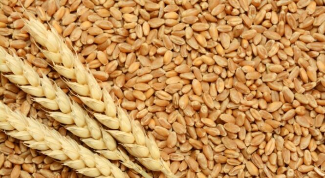कपिलवस्तुमा गहुँको उत्पादनमा ३ प्रतिशत बढीले वृद्धि