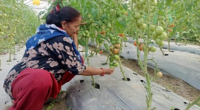 बामदेव गौतमकी बहिनी जग्गा भाडामा लिएर खेती गर्छिन्