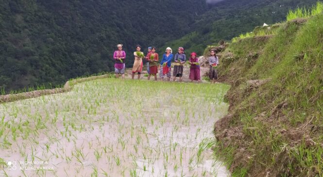 आज राष्ट्रिय धान दिवस मनाइँदै,कर्णाली प्रदेशमा सार्वजनिक विदा