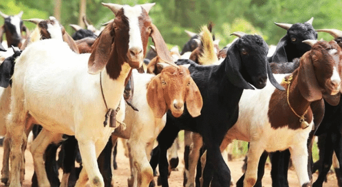 विदेश छोडेर गाउँमा बाख्रापालन