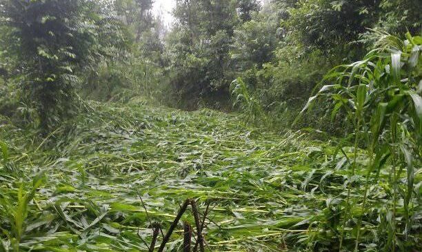 हावाहुरीले मकैबालीमा क्षति