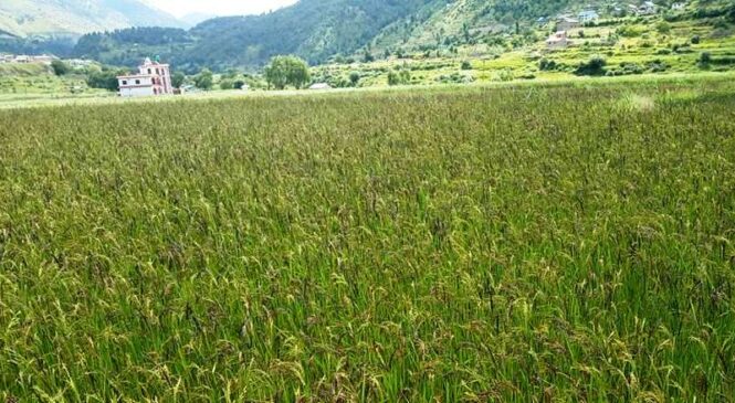 मार्सीको माग बढे पनि उत्पादन बढ्न सकेन