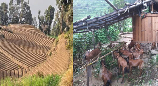 ८ पालिकाका १ सय ६३ समूहमा कृषि कार्यक्रम