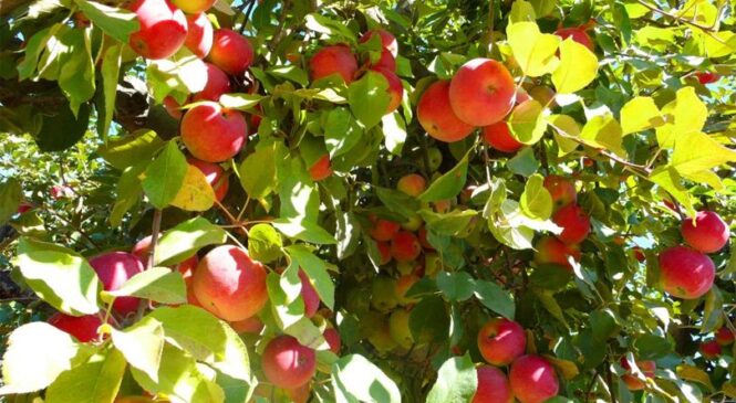 प्रतिकिलो ५० रुपैयाँमा स्याउ