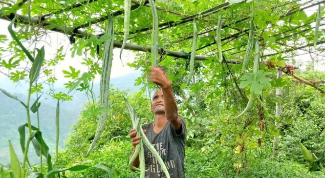 तरकारी खेतीबाट वार्षिक ६ लाख कमाउँछन् नगेन्द्र