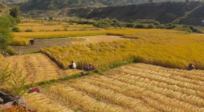 जुम्लामा मार्सी धान भित्र्याउन भ्याइ नभ्याई