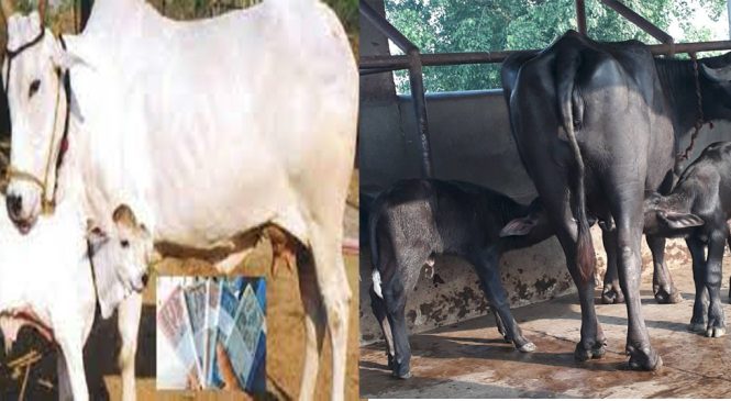 गाईभैँसीलाई सुत्केरी पोषण भत्ता