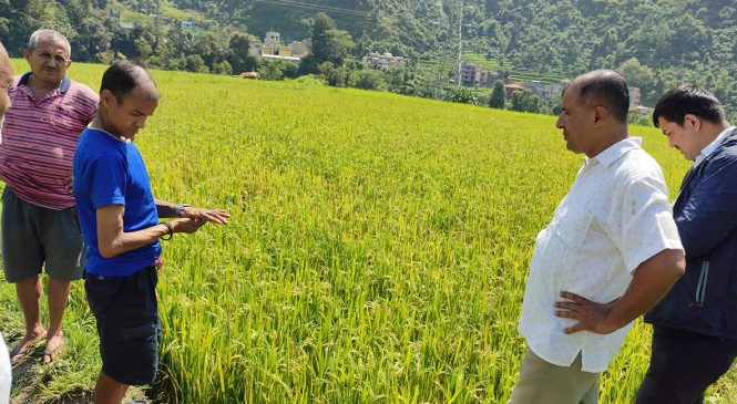 धानमा फड्के किराको प्रकोप, किसान चिन्तित