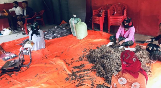 पोखरा, काठमाडौंदेखि विदेशसम्म पुग्छ दमेकका किसानले बनाएको बाँकोको गुन्द्रुक