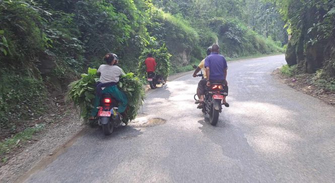 ट्राफिक हेर्दै, बाईकवाला घाँस बोक्दैै