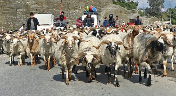 दशैंमा भेडा र खसीबोकाको जुम्लामा किनबेच राम्रो