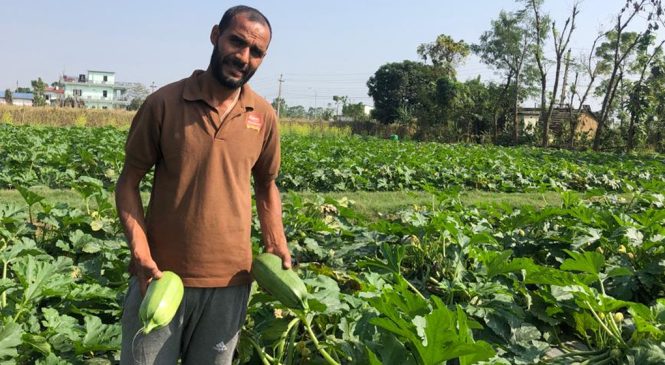 पाँच रुपैयाँमा पनि बिक्दैन काँक्रा र फर्सी