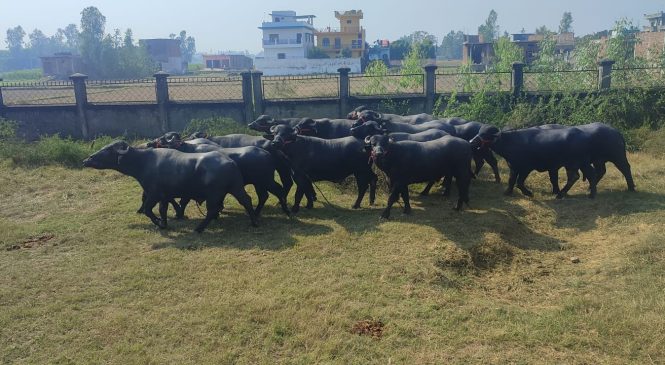‘मुर्रा’ राँगा राष्ट्रिय पशु प्रजनन कार्यालय पठाउन सुरु