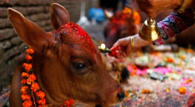 आज गाईको पूजा गरिँदै