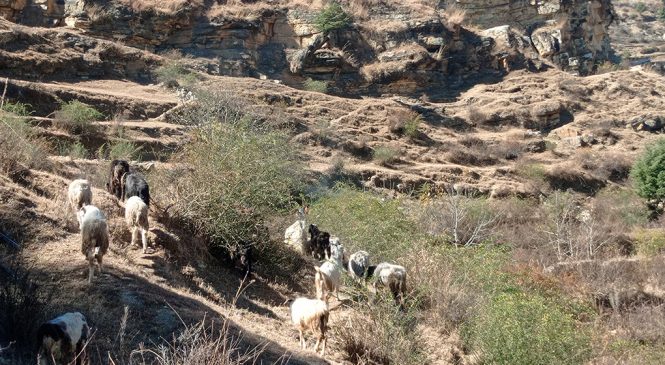 बेंसी झर्दै हिमाली क्षेत्रका भेडीगोठ