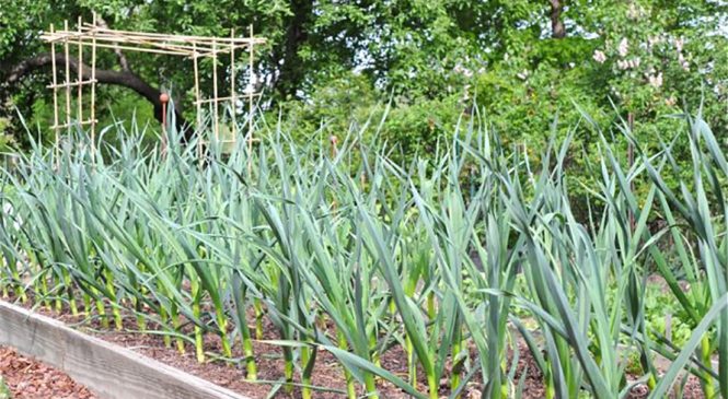 सिङ्गो गाउँ नै लसुन खेतीमा